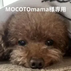 ⑦☆犬 トリミングチョーカー・リボン・ネクタイ・スタイ 春・桜