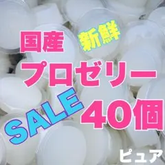 Projelly 40 곤충 젤리 사슴벌레, 딱정벌레, 햄스터, 날다람쥐, 작은 동물 A