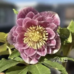 2026年最新】広瀬 ソレイユの人気アイテム - メルカリ