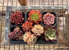 4多肉植物エケベリア8個セット