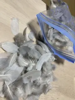 ハトの羽根　綿羽3g