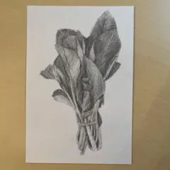 ほうれん草