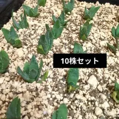 2026年最新】アロエ ピランシーの人気アイテム - メルカリ