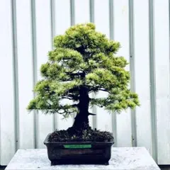 五葉松『庭木用』綺麗な樹形。 引き取り限定。近畿地方のみ配達&植込み