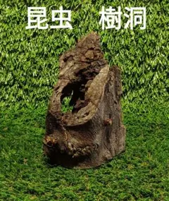 2025年最新】クワリウム 樹洞の人気アイテム - メルカリ
