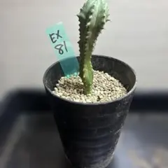 ユーフォルビア カット苗 多肉植物 ユーフォルビア (カット苗発根済み） EX61 - メルカリ