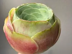 新入荷　グリーノビア　赤ずきん　アエオニウム　I苗　多肉植物のサムネイル