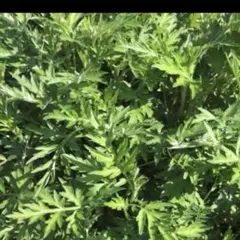 北海道産 玉ねぎ 苗 無農薬 200本 晩生品種 北もみじ2000 - メルカリ