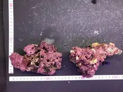 くうちゃん様 リクエスト 2点 まとめ商品