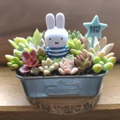 ★多肉植物　寄せ植え〜ミッフィーとお花畑〜そのまま飾れます(≧∀≦)★ 多肉植物 寄せ植え そのまま飾れる多肉植物寄せ植え ミッフィー - メルカリ