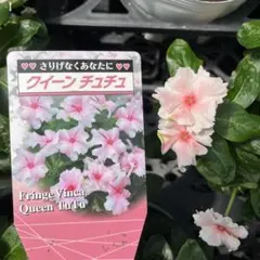 そうしゅん様 リクエスト 3点 まとめ商品