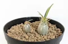 2025年最新】グラキリス 実生の人気アイテム - メルカリ