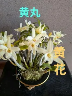 山野草 富貴蘭 長生蘭(セッコク 神津島産白花緑点系) - メルカリ