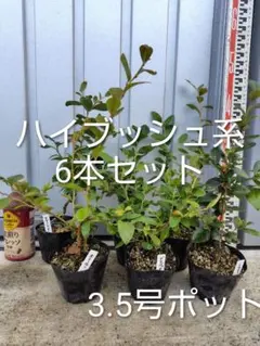 2026年最新】ブルーベリー レガシーの人気アイテム - メルカリ