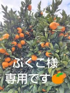 ぷくこ様専用です