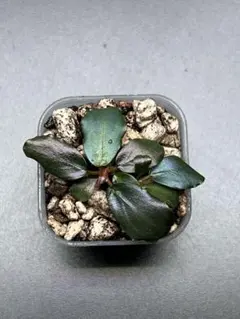 【実生ブセ】Bucephalandra cv.\