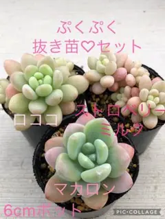 ①多肉植物 ぷくぷく スィーツ 葉挿し セット 40種 - メルカリ