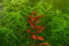 桜華様 リクエスト 3点 まとめ商品