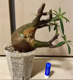 酔っ払いの木　トックリキワタ　パラボラッチョ　トゲトゲ　鑑賞樹木　塊根植物 酔っ払いの木 トックリキワタ パラボラッチョ トゲトゲ 鑑賞樹木 塊根