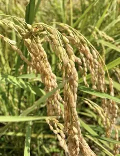 令和8年産新潟県上越産コシヒカリ10kg精米