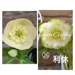32）dd濃ピンクグラデーション✨加藤農園✴️セルフ交配種子✨5粒