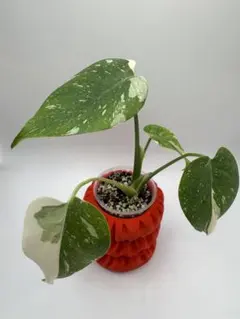超希少】 モンステラ デリシオーサ グリーンスノー トップカット 葉