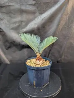 2025年最新】サイカス カイルンシアナの人気アイテム - メルカリ