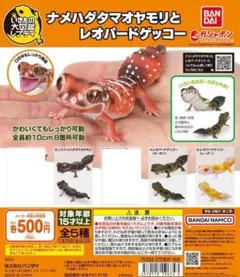 2025年最新】いきもの大図鑑レプティ レオパードゲッコーの人気