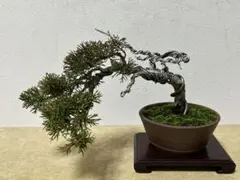 2026年最新】糸魚川真柏の人気アイテム - メルカリ