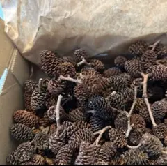 値下げ‼️木の実リース材料 箱いっぱい