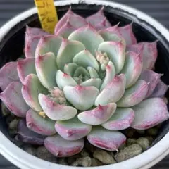 2026年最新】ミックスベリアの人気アイテム - メルカリ