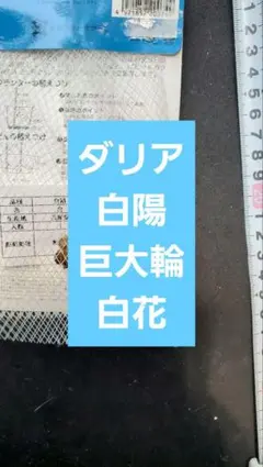 セロリ様 リクエスト 2点 まとめ商品