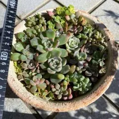 多肉植物　寄せ植えセット　エケベリア　多め
