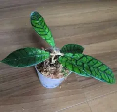 Hoya callistophylla（6月13日発送予定）のサムネイル