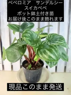 ペペロミア♡サンデルシー♡３.5号♡ポットごと宅急便コンパクト ペペロミア♡サンデルシー♡3.5号♡ポットごと宅急便コンパクト