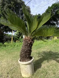 2025年最新】ソテツ 蘇轍の人気アイテム - メルカリ