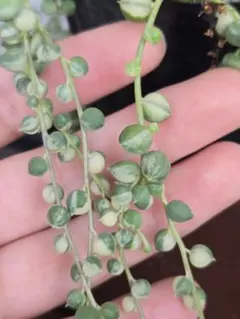 多肉植物 斑入りグリーンネックレス カット苗 20cm - メルカリ