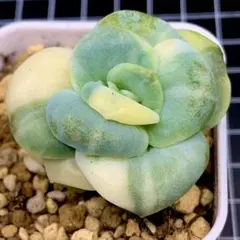 2025年最新】ラブリーローズ錦の人気アイテム - メルカリ