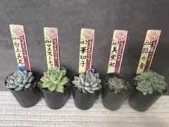 F**様 ㉔大きめ苗! 青鬼❣️ヴィンテージレター❣️ちょこん❣️発根済
