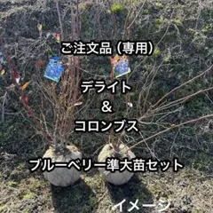 2026年最新】コロンブス ブルーベリーの人気アイテム - メルカリ