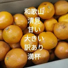 知る人ぞ知る高知の果樹園★除草剤不使用の土佐小夏1kgからご予約受付中 高知産 土佐小夏 プレミアム 宿毛 小夏 ジュース ハッピーフルーツ果樹
