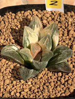 1b 多肉植物 ハオルチア 紫晃の光万象錦 自家繁殖 抜き苗発送 - メルカリ