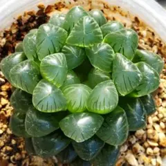 ハオルチア 　オブツーサ緑色