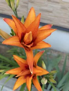 山野草・トサヒメユリ苗・画像の3苗お届けいたします。来期開花株