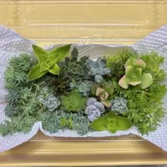 数量限定☆セダム中心 多肉植物 カット苗 寄せ植え 名前一覧付き