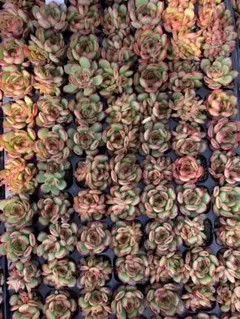 Top【選抜株】多肉植物 25886ホワイトフェニックス 16個 鉢無し/脱土