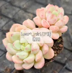 Lear^_−☆リア様 リクエスト 6点 まとめ商品