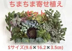 多肉植物　カット苗　16品種　寄せ植えセット