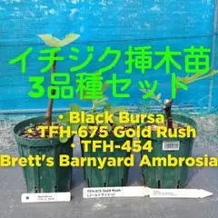 2026年最新】苗木・植木 果樹の人気アイテム - メルカリ