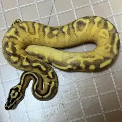 蛇の抜け殻　①